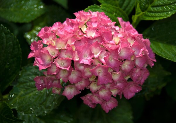 Poszter tapéta Rózsaszín virág vlies 104 x 70,5 cm vlies 104 x 70,5 cm