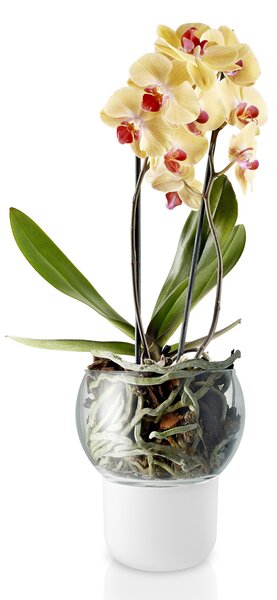 Eva Solo Önöntöző orchidea virágcserép, üveg, Ø 15 cm