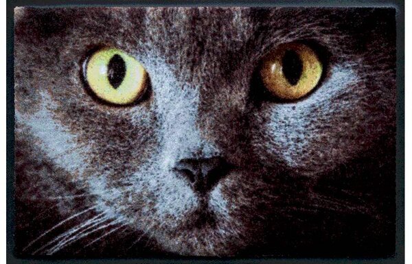 Állatos prémium lábtörlő – szürke cica