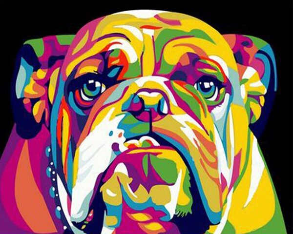 Festés számok szerint kép kerettel "Színes Bulldog" 40x50 cm