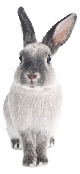 Rabbit Harry falmatrica, 50 x 103 cm - Dekornik