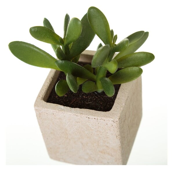 Műnövény szett 6 db-os (magasság 9,5 cm) Cactus – Casa Selección
