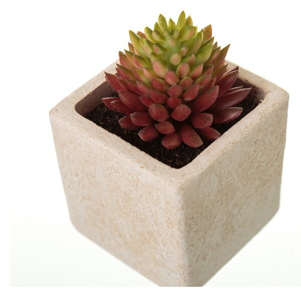 Műnövény szett 6 db-os (magasság 9,5 cm) Cactus – Casa Selección