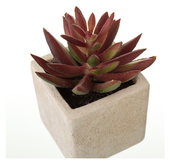 Műnövény szett 6 db-os (magasság 9,5 cm) Cactus – Casa Selección