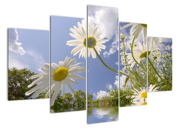 Kép - százszorszép, tavasszal (150x105cm)