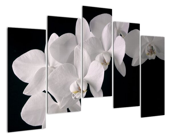 Kép - fehér, orchidea (125x90cm)
