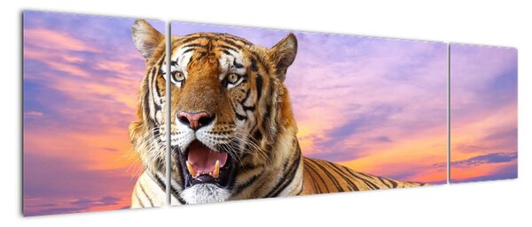 Kép - fekvő, tigris (170x50cm)