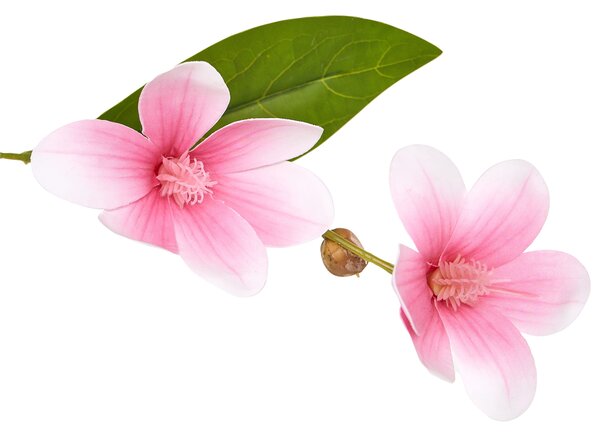 Műnövény MAGNOLIA TREE 128 cm Zöld