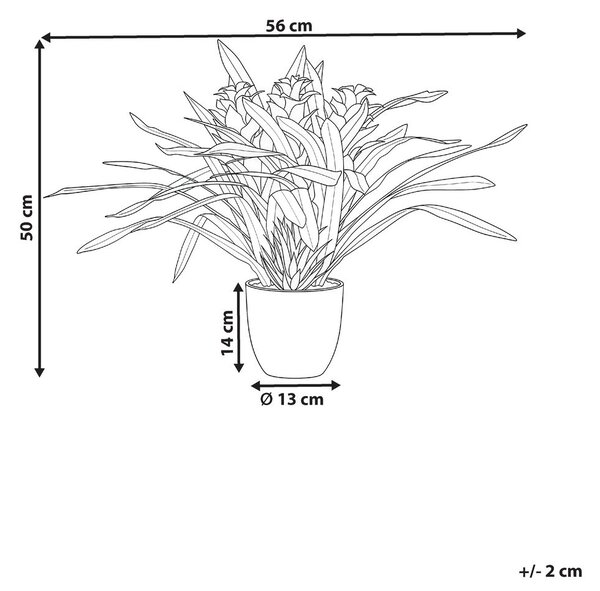 Műnövény GUZMANIA ATILLA 50 cm Zöld