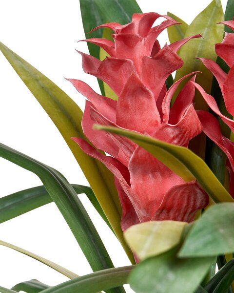 Műnövény GUZMANIA ATILLA 50 cm Zöld