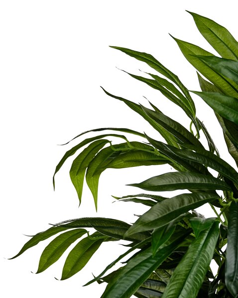 Műnövény LONGIFOLIA 155 cm Zöld