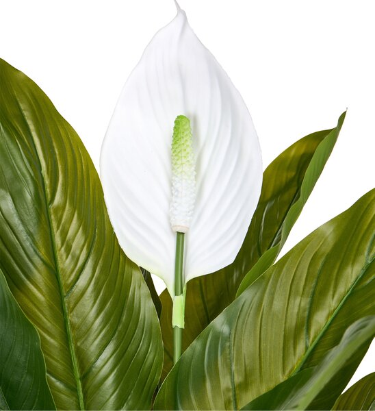 Műnövény SPATHPHYLLUM 70 cm Zöld