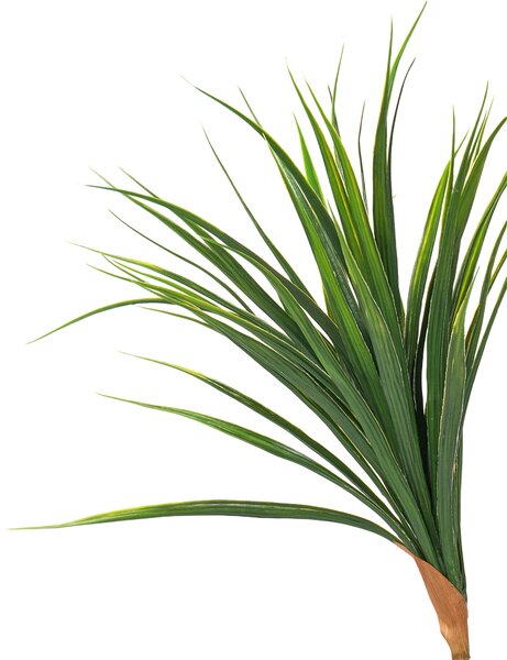 Műnövény DRACAENA DRACO 165 cm Zöld