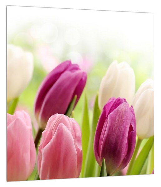 Bimbózó tulipánok képe (30x30 cm)