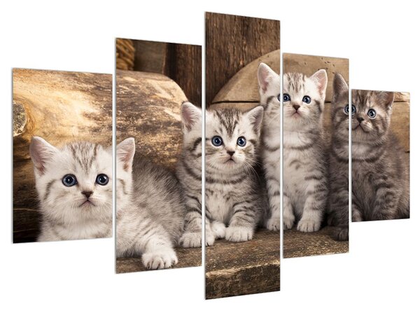 Kis cicák képe (150x105 cm)