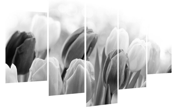 Bimbózó tulipánok fekete-fehér képe (150x105 cm)