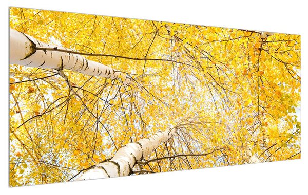 Nyírfa képe (120x50 cm)