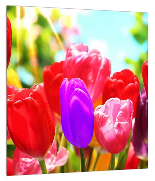 Tulipános kép (30x30 cm)