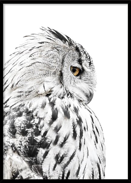 Keretezett poszter 50x70 cm Owl – Styler