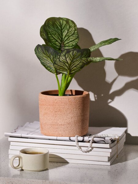 Sinsay - Mű dekoratív Alocasia növény cserépben - zöld