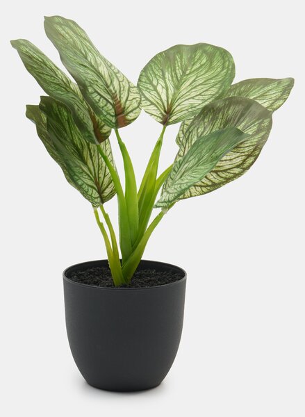 Sinsay - Mű dekoratív Alocasia növény cserépben - zöld