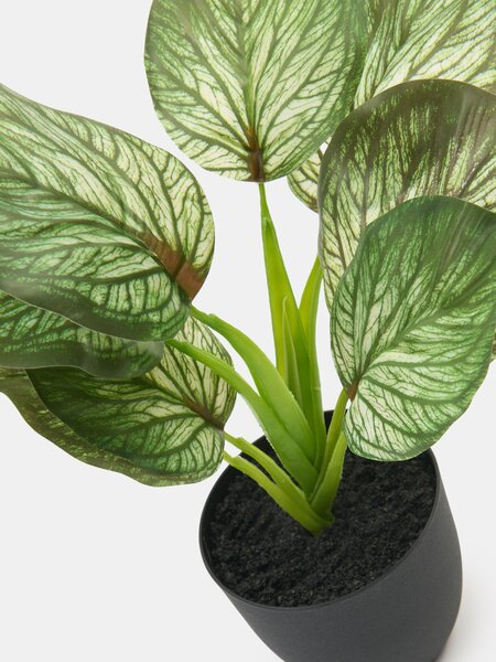 Sinsay - Mű dekoratív Alocasia növény cserépben - zöld