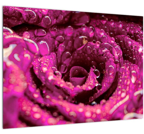 Rózsaszín rózsa virágzata képe (70x50 cm)