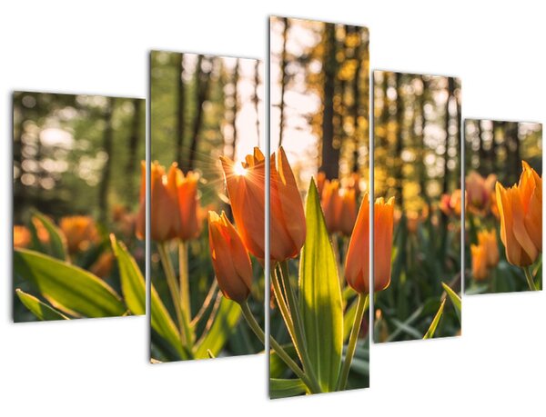 Kép - tulipánok (150x105 cm)