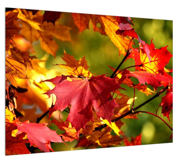 Őszi levelek képe (70x50 cm)