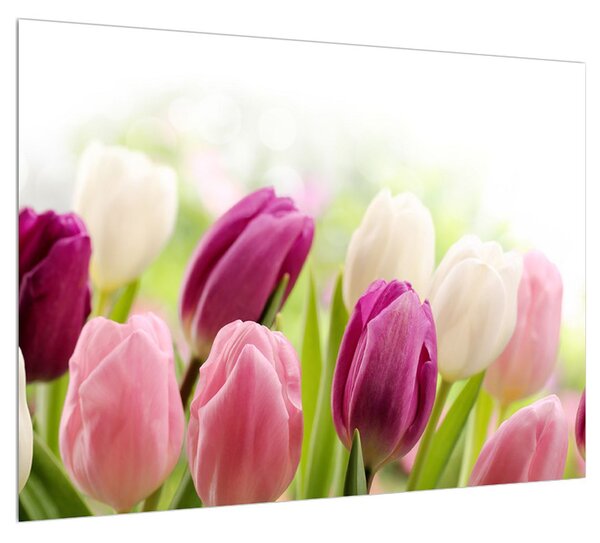 Bimbózó tulipánok képe (70x50 cm)