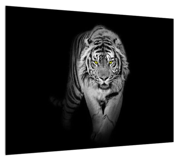 Tigris fekete-fehér kép (70x50 cm)