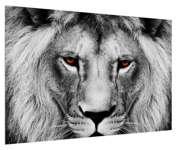 Fekete-fehér oroszlán kép (90x60 cm)