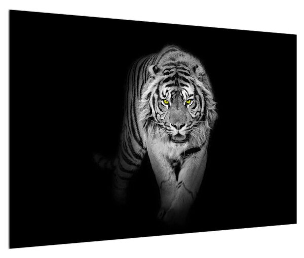 Tigris fekete-fehér kép (90x60 cm)
