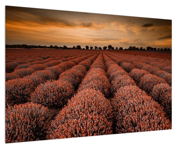 Virágos mező képe (90x60 cm)