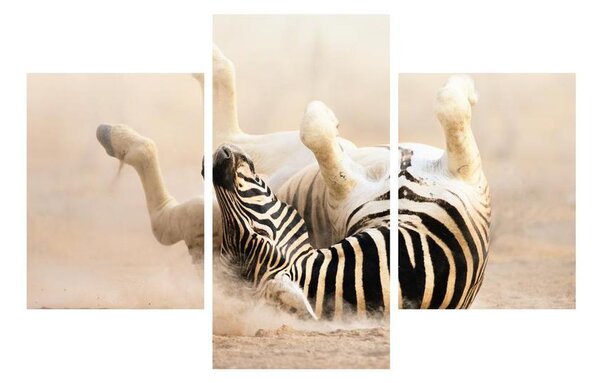 Fekvő zebra képe (90x60 cm)