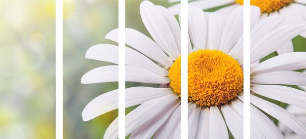 5-részes kép margaréta