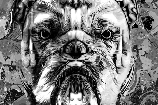 Kép francia bulldog fekete fehérben