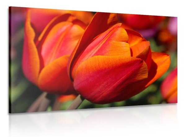Kép csodálatos tulipánok réten