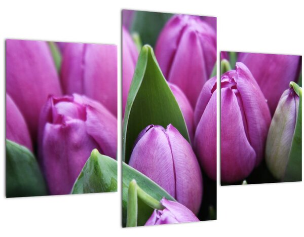 Kép - tulipánok (90x60 cm)