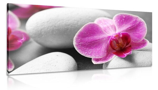 Kép orchidea virágok fehér köveken