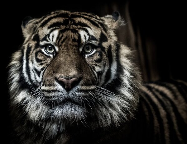 Kép tigris