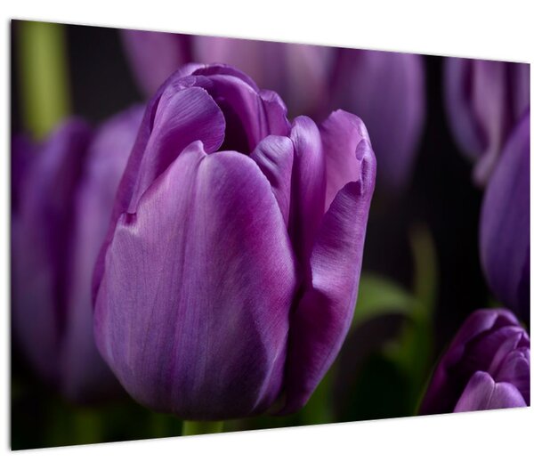 Tulipán vírág képe (90x60 cm)