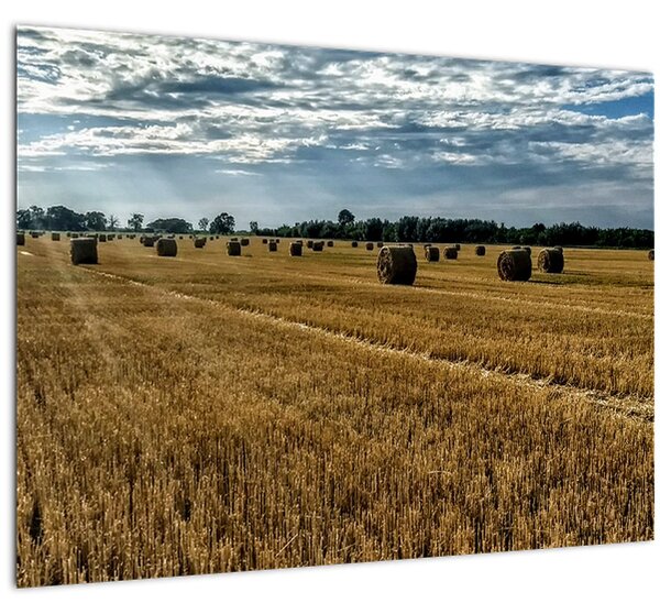 Betakarított gabona mező képe (70x50 cm)
