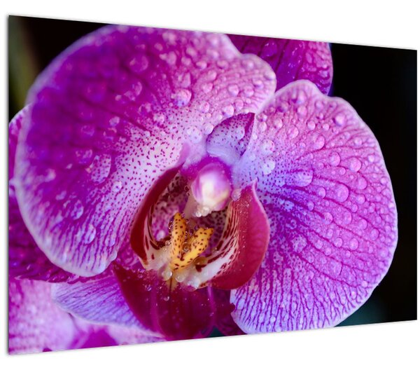 Részletes kép az orchidea virágról (90x60 cm)