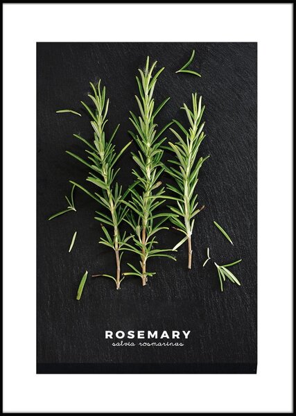 Kép 50x70 cm Rosemary – Styler