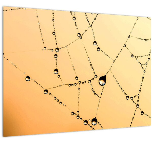 Egy harmatos pókháló képe (70x50 cm)