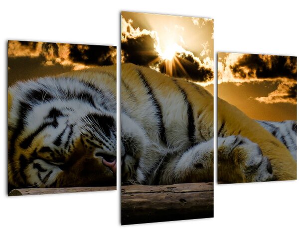 Alvó tigris képe (90x60 cm)