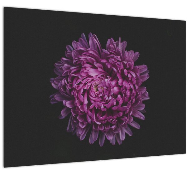 Lila virág képe (70x50 cm)