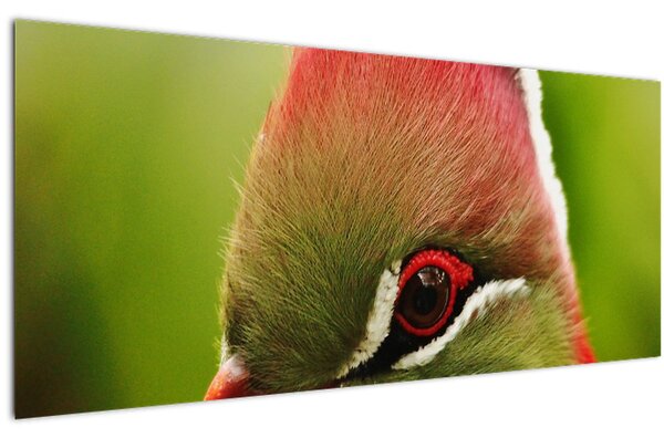 Színes madár képe (120x50 cm)