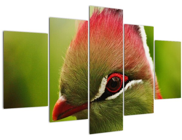 Színes madár képe (150x105 cm)